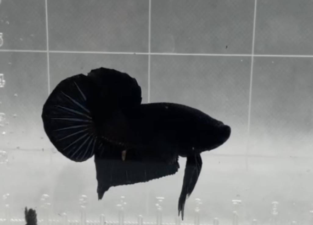 ซุปเปอร์แบล็ค (Supper Black)