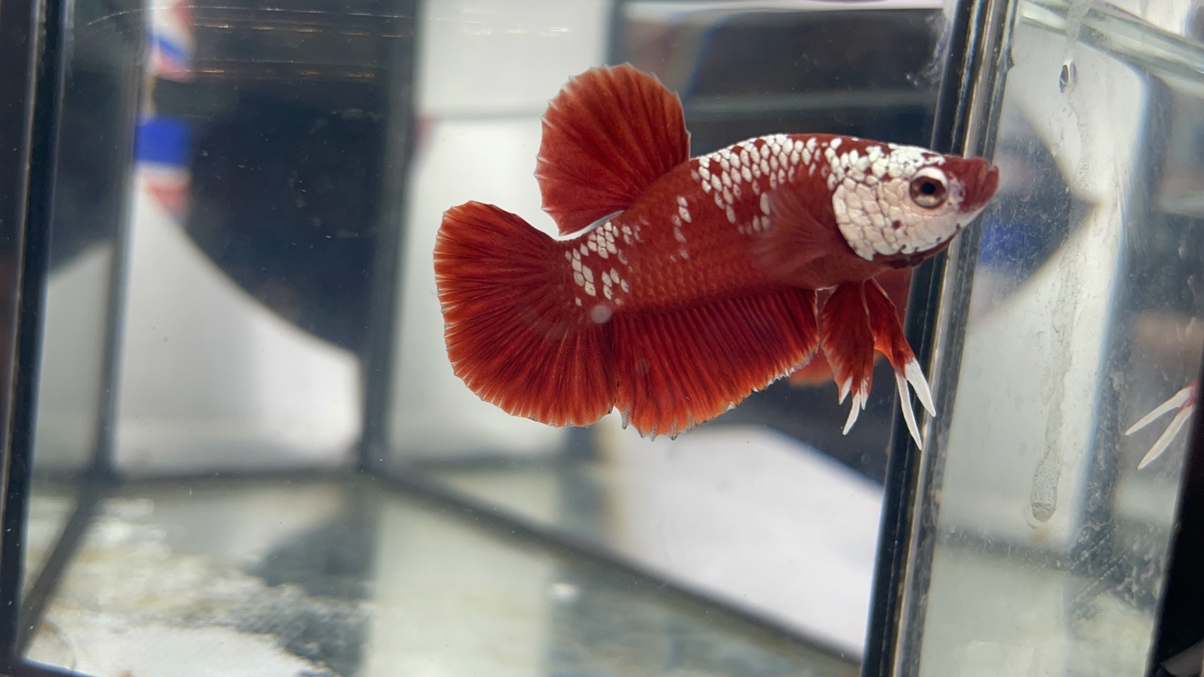 ซามูไรแดง (RS-001)