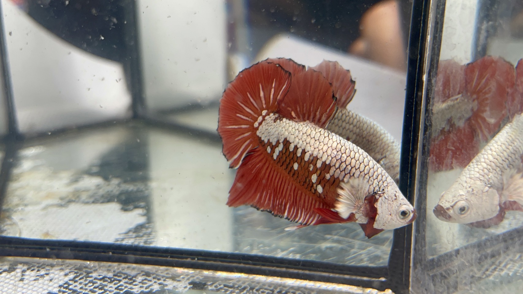 ซามูไรแดง (RS-003)