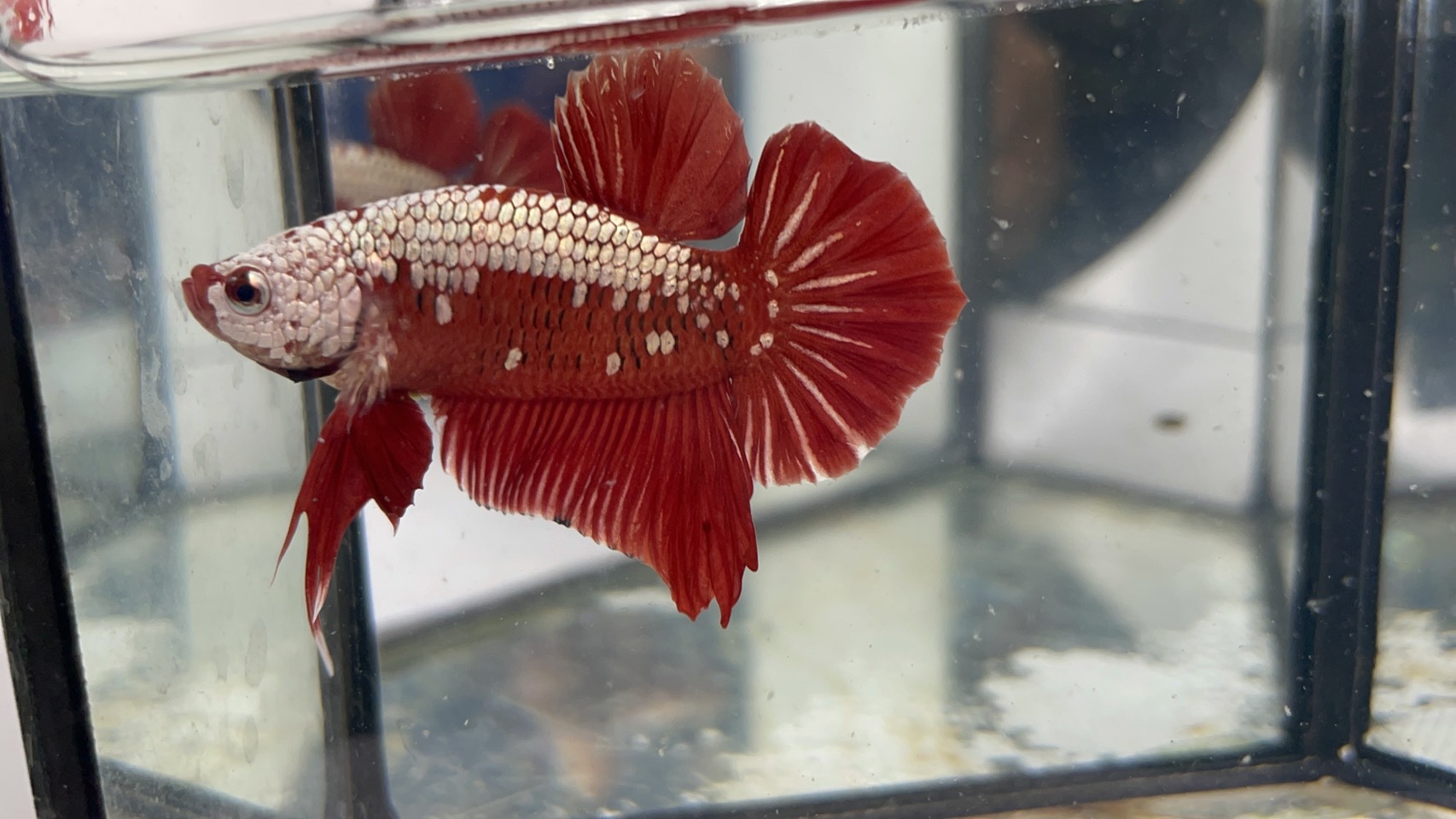 ซามูไรแดง (RS-004)