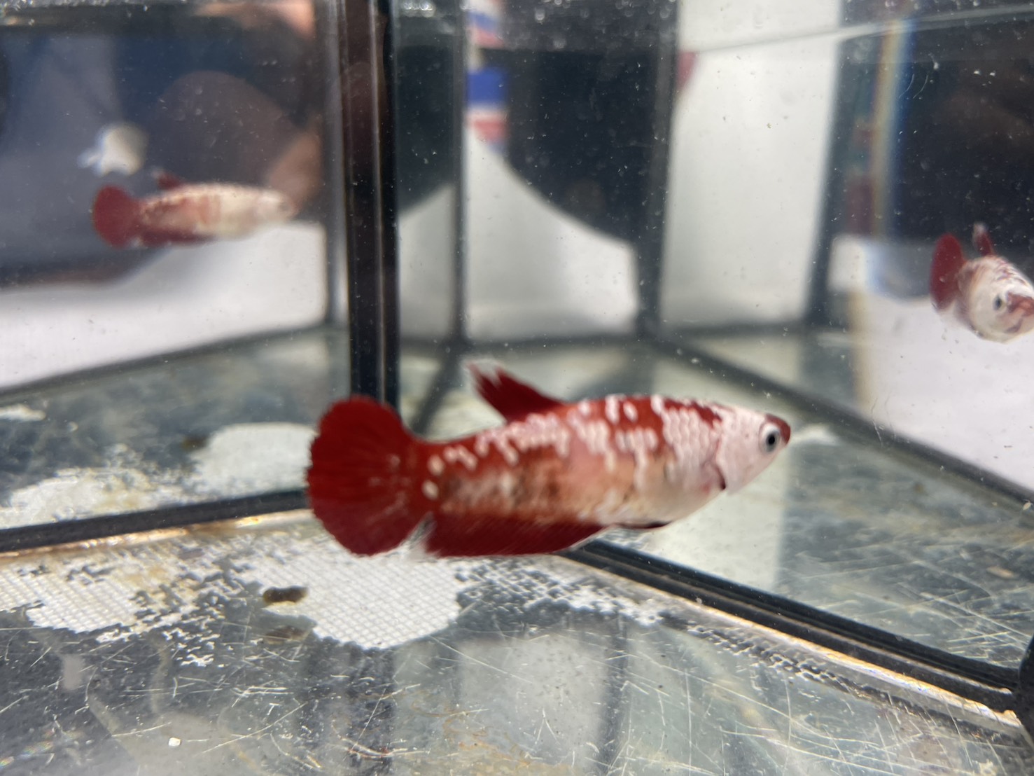 ซามูไรแดง (RS-006)