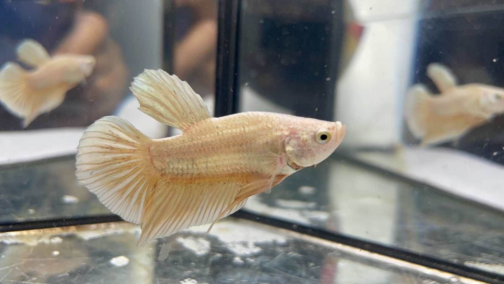 ซุปเปอร์โกลด์ (SG-001)