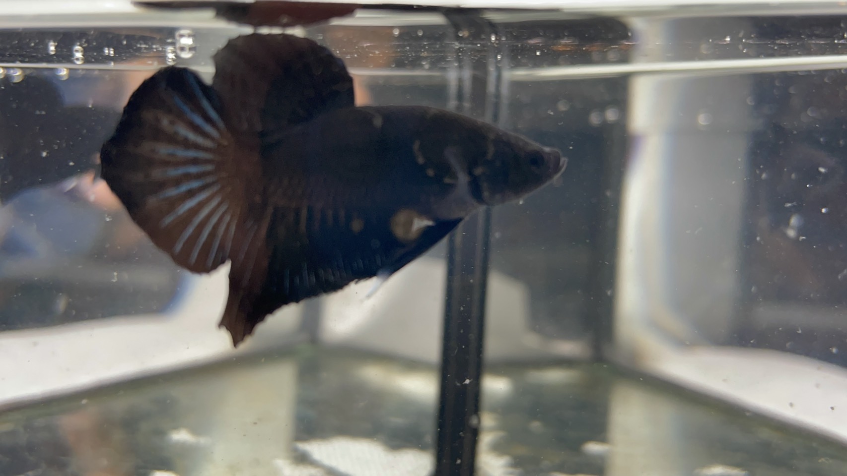 ซุปเปอร์แบล็ค (SB-001)