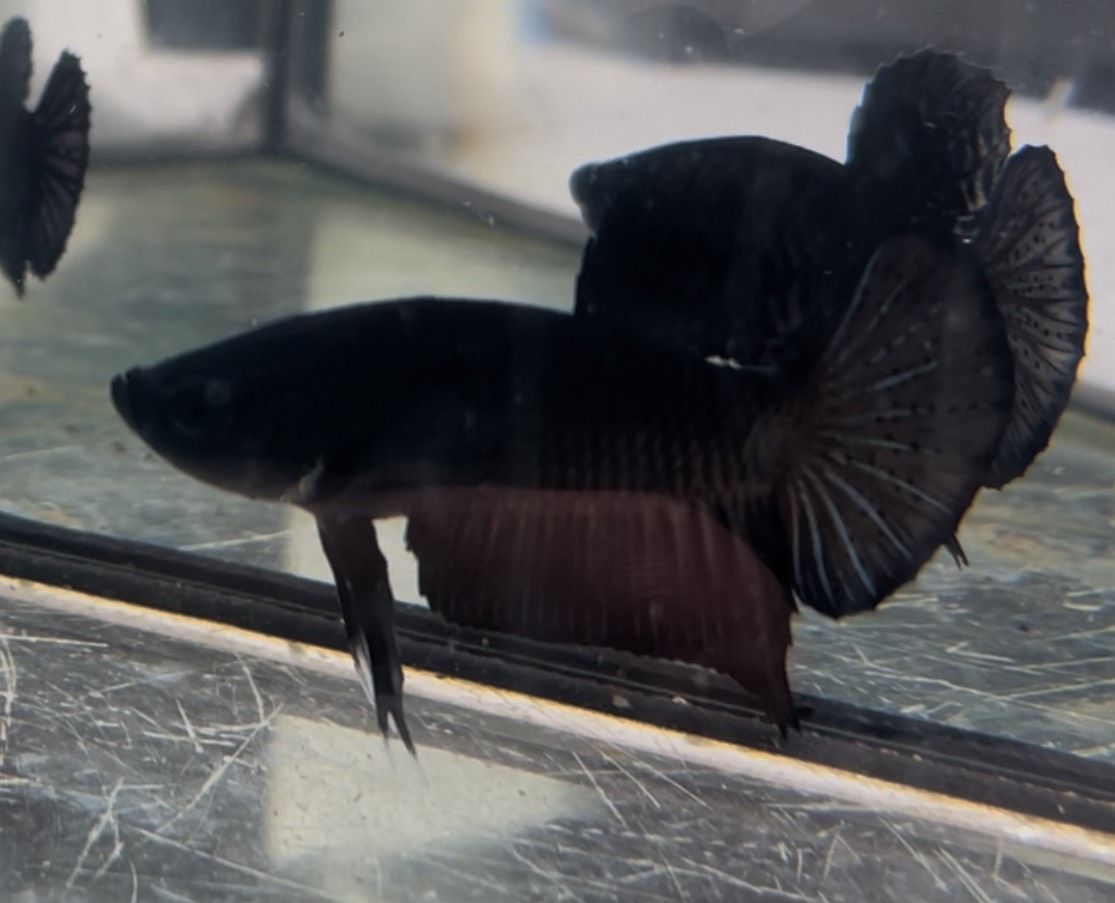 ซุปเปอร์แบล็ค(Supper Black)