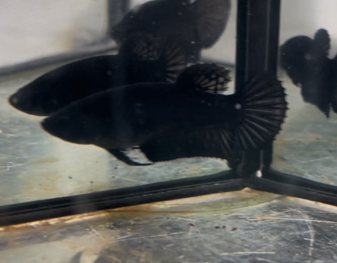 ซุปเปอร์แบล็ค(Supper Black)