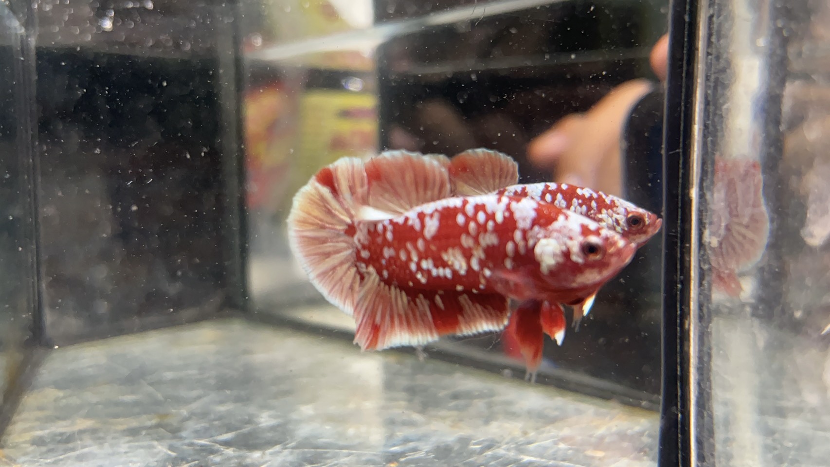 แดงมุกทอง (Red Galaxy copper gold)