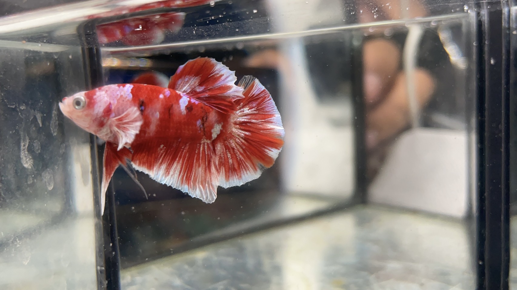 แดงมุกม่วง (Red purple)