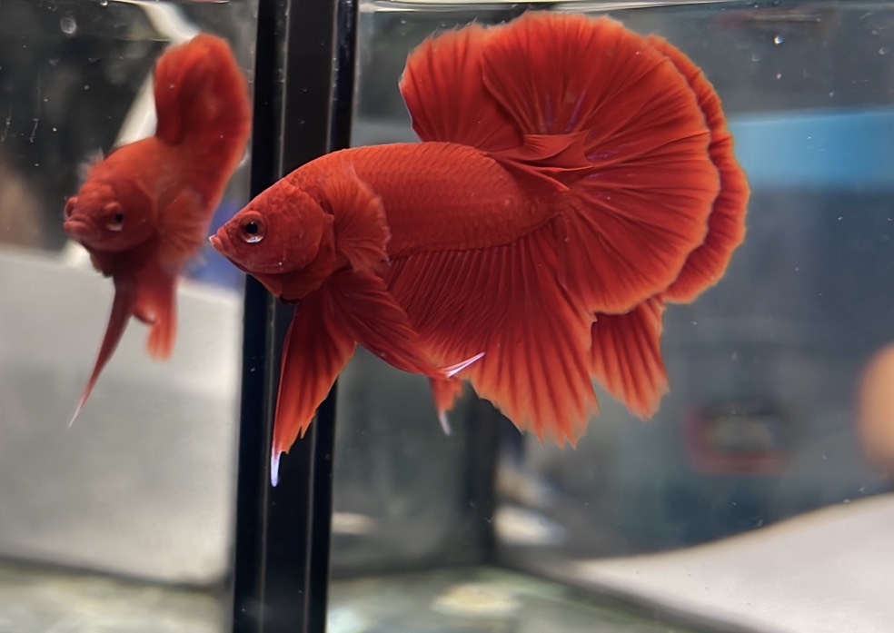 Supper red (HMPK) เครื่องใหญ่ เพศผู้