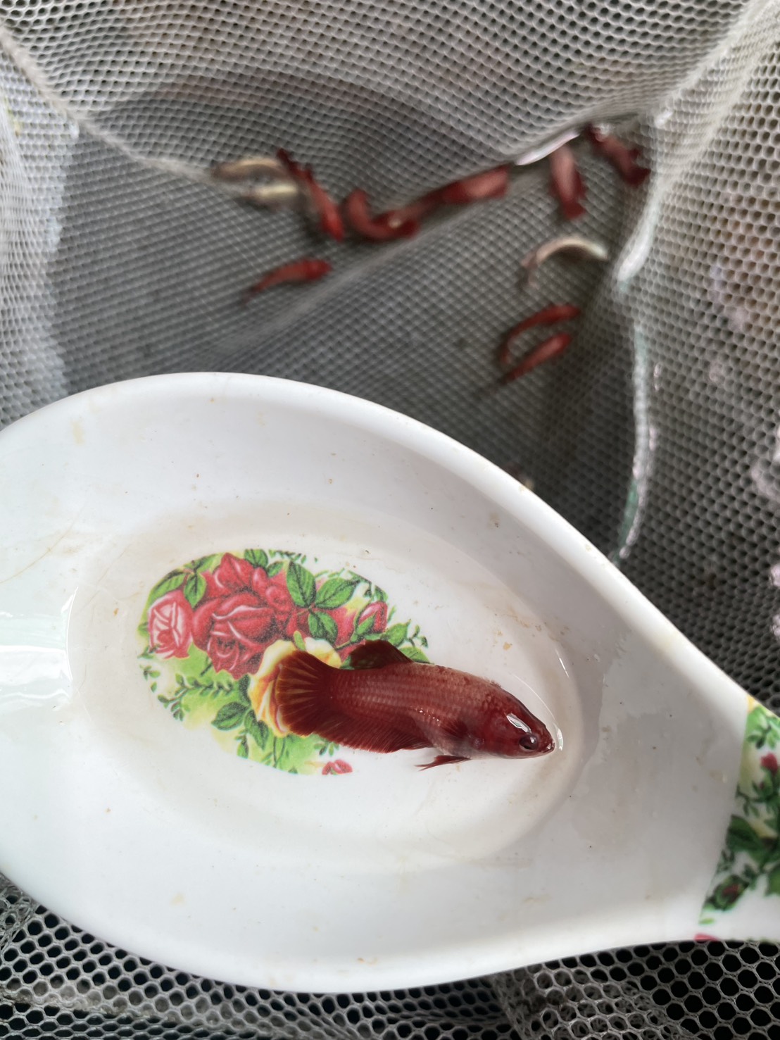 ซุปเปอร์ เรด(Supper red) เพศเมีย คละตัว