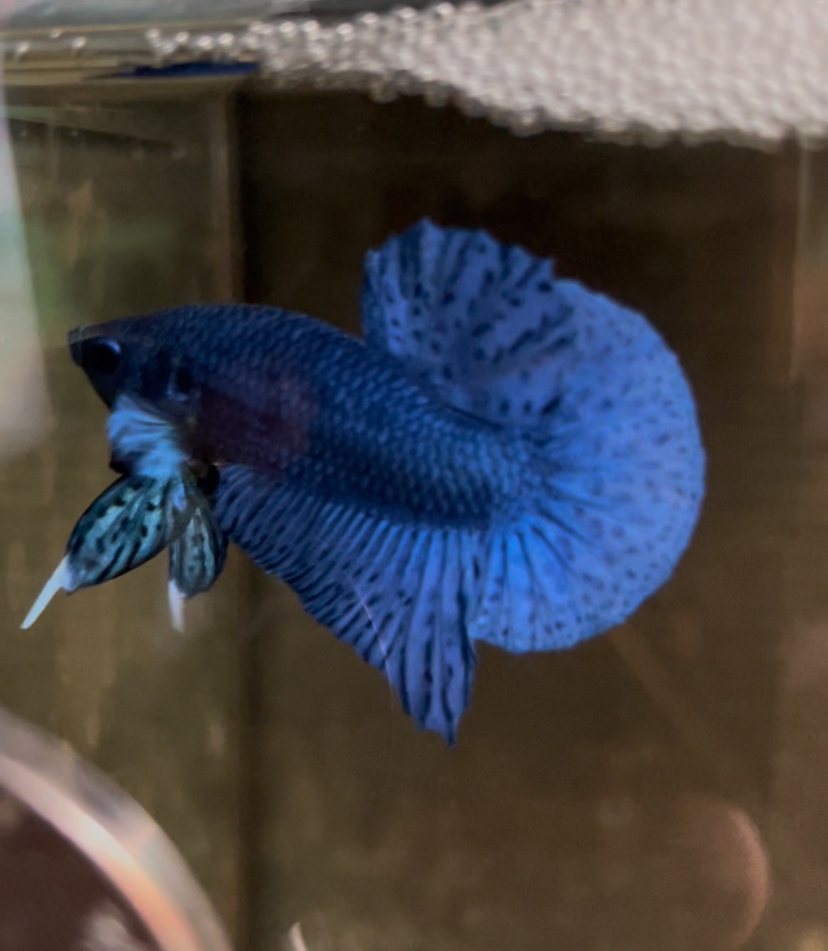 Supper Blue เพศผู้ (คละตัว)