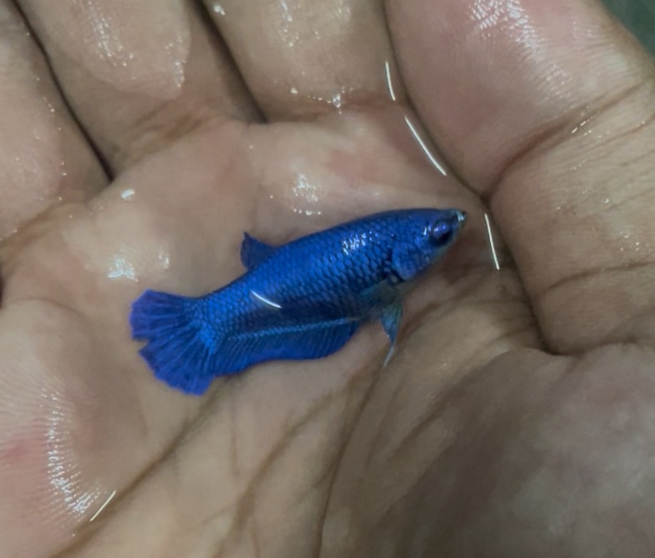 ซุปเปอร์บลู (Supper Blue) เพศเมีย คละตัว