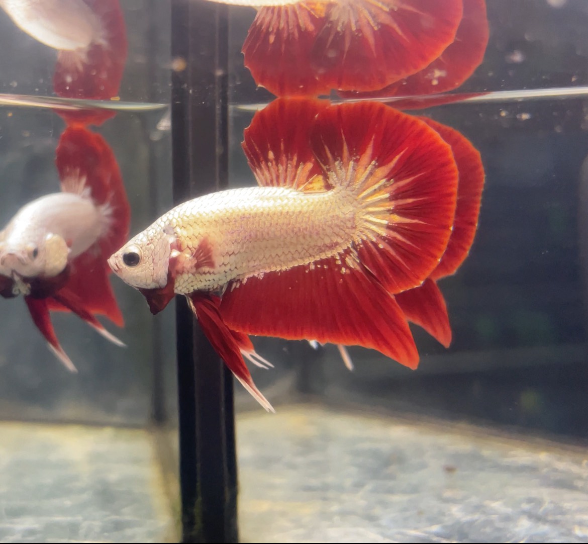 เรดดราก้อน(Red Dragon) เพศผู้ คละตัว
