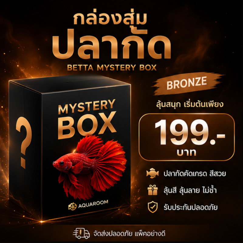 Aquaroom Mystery Box – Bronze กล่องสุ่มปลากัด