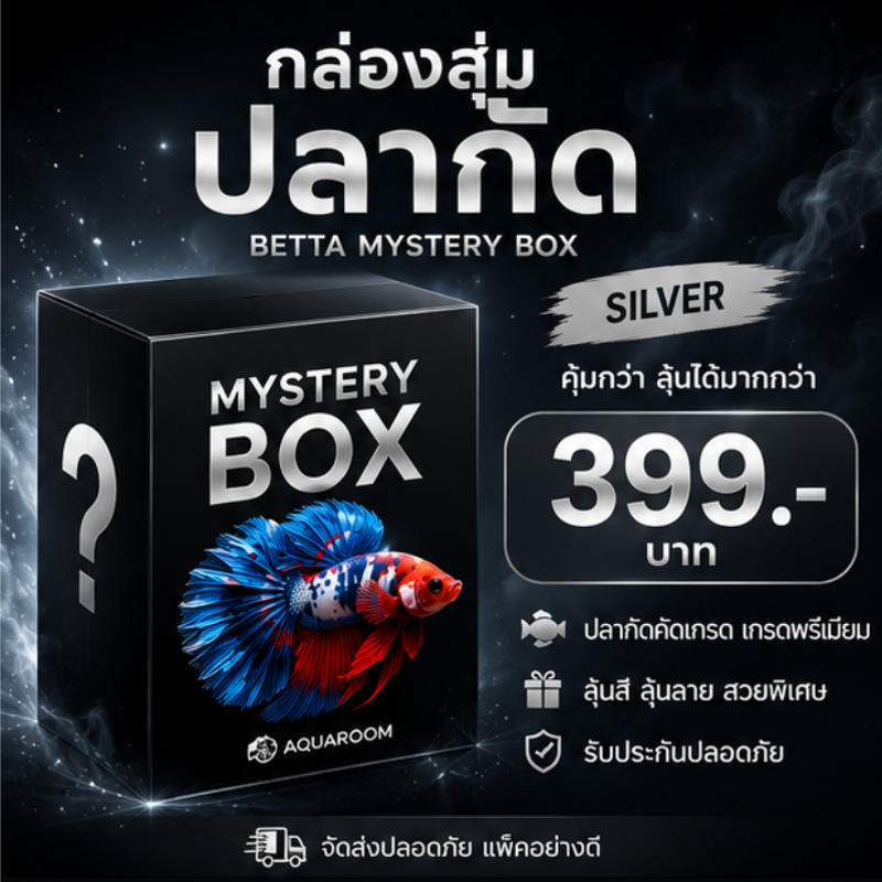 Aquaroom Mystery Box – Silver กล่องสุ่มปลากัด