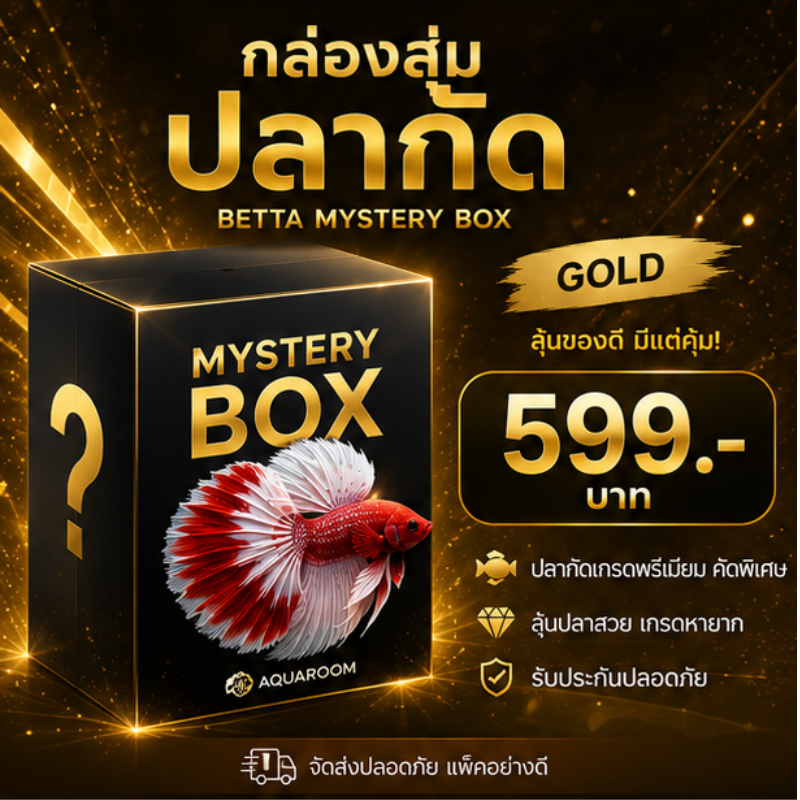 Aquaroom Mystery Box – Gold กล่องสุ่มปลากัด