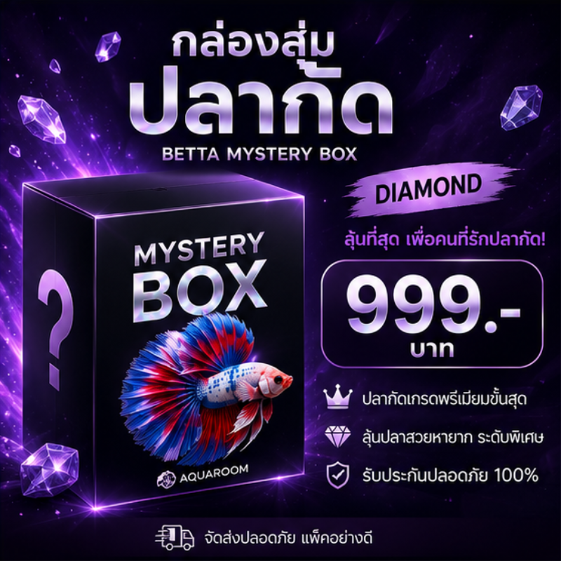 Aquaroom Mystery Box – Diamond กล่องสุ่มปลากัด